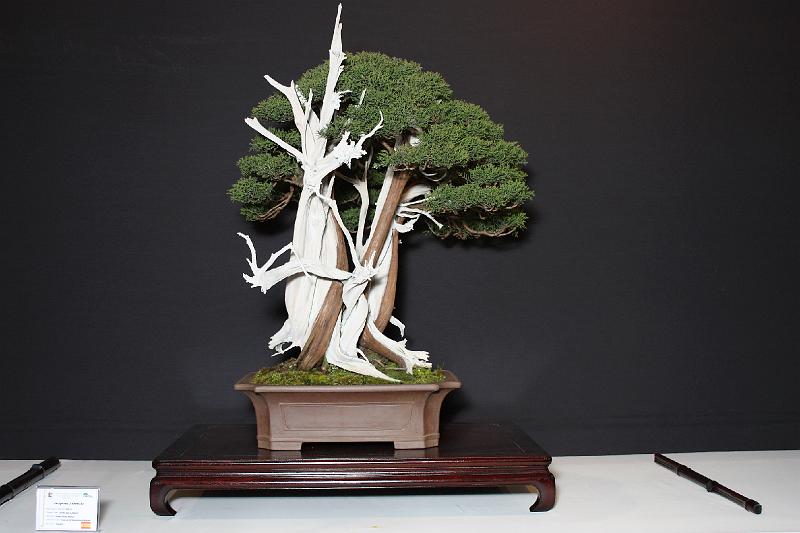 Bonsai, cay the, cay canh nghe thuat, cây cảnh nghệ thuật